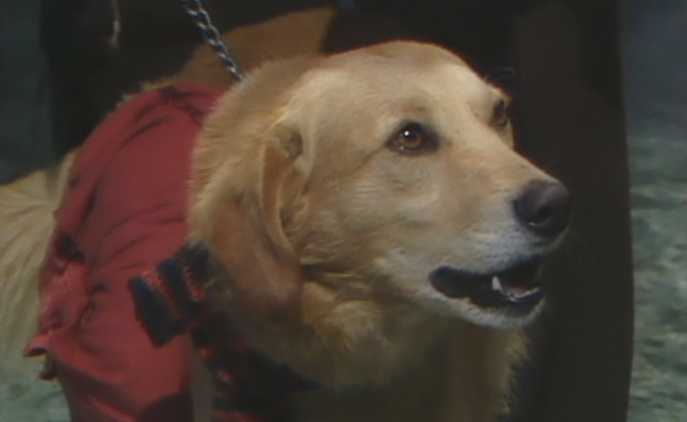 Eu, Show Nico – Parte I