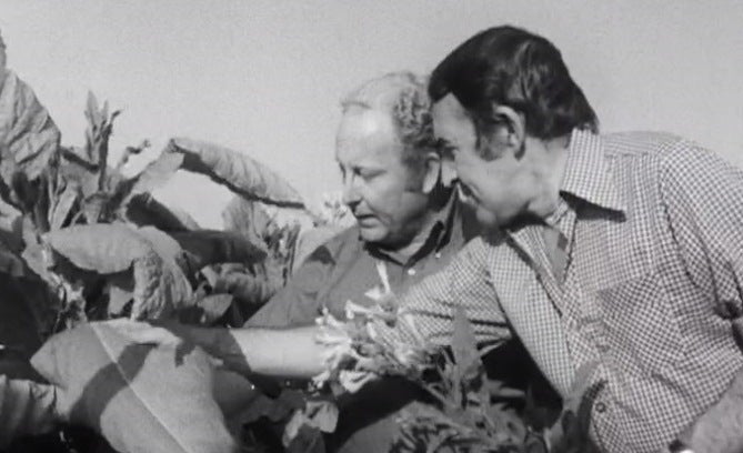 A produção da planta do tabaco