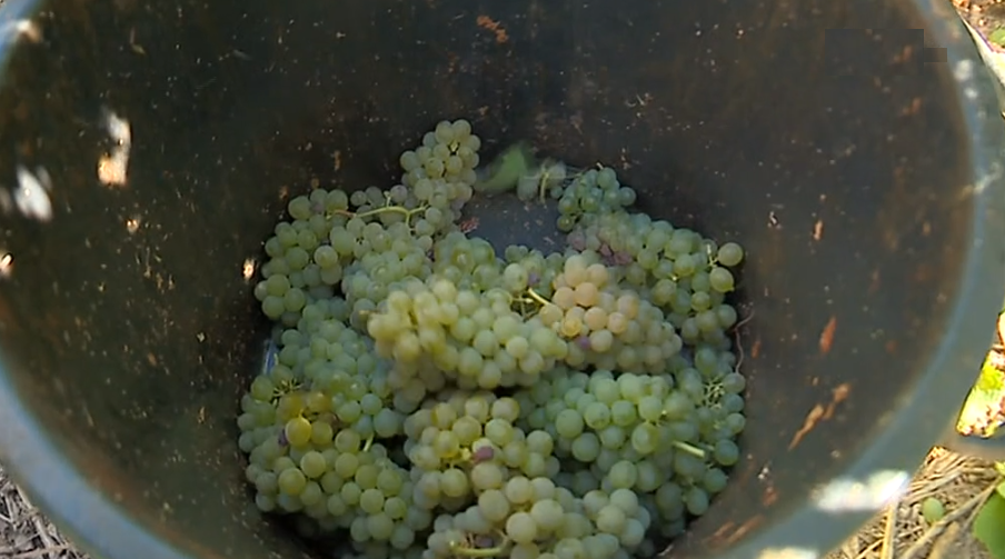 Vindimas antecipadas em Borba I