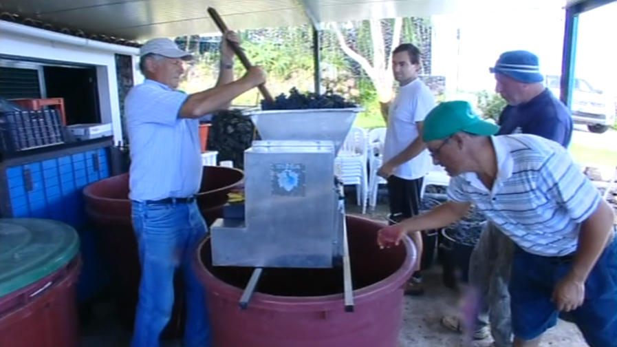 Quebra da produção do vinho da ilha do Pico