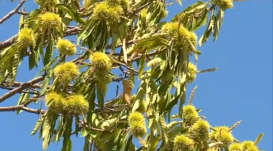 Produção de castanha ameaçada