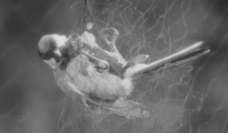 Núcleo Português para a Defesa da Vida Selvagem no Porto