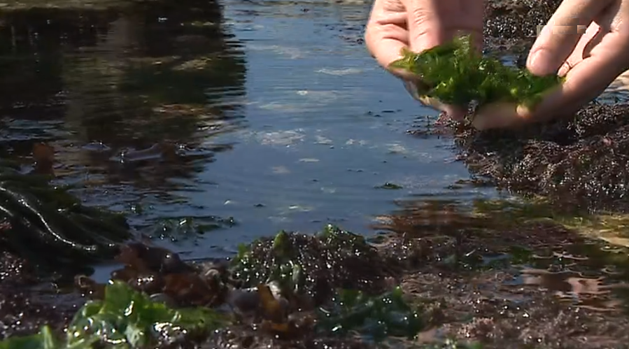 Utilização de algas na alimentação