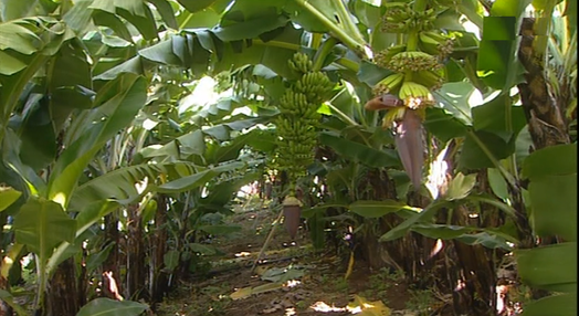 Bananal biológico na Madeira