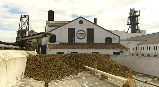 Produção de beterraba ameaçada nos Açores