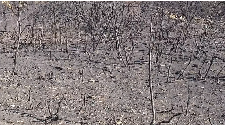 Incêndio florestal em Macedo de Cavaleiros