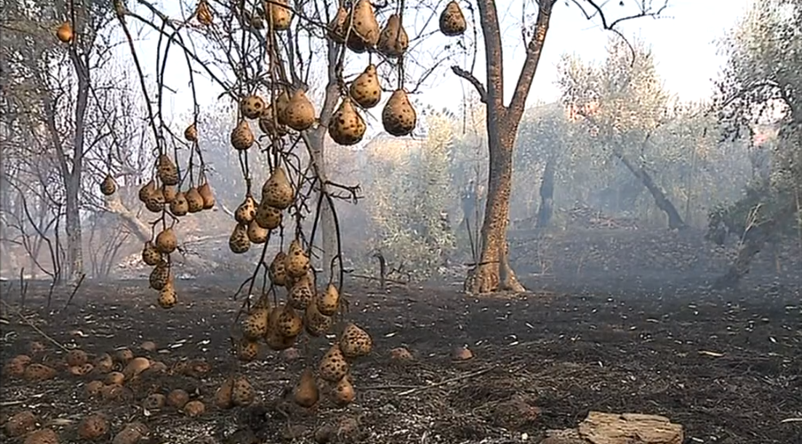 Povoação de Orvalho cercada pelas chamas