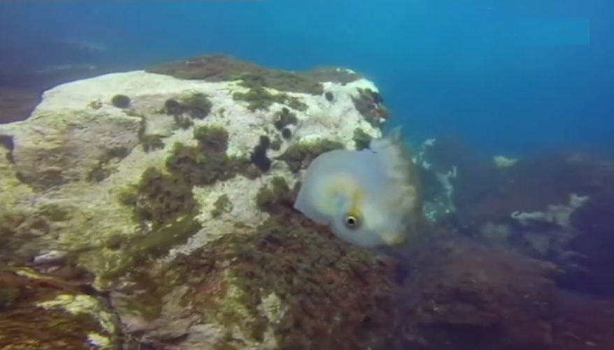 Estudo sobre o polvo