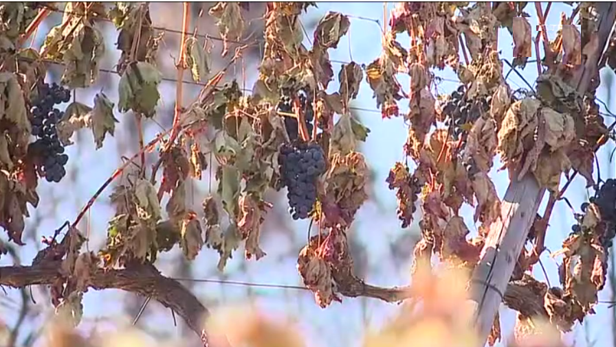 Rescaldo do incêndio florestal em Sabrosa