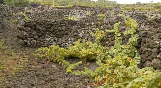 Produção de uva na ilha do Pico