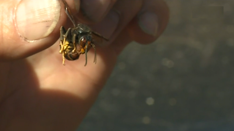 Vespa asiática na Serra do Caramulo