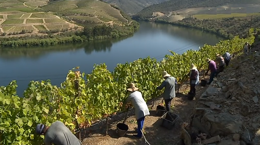 Vindimas no Douro