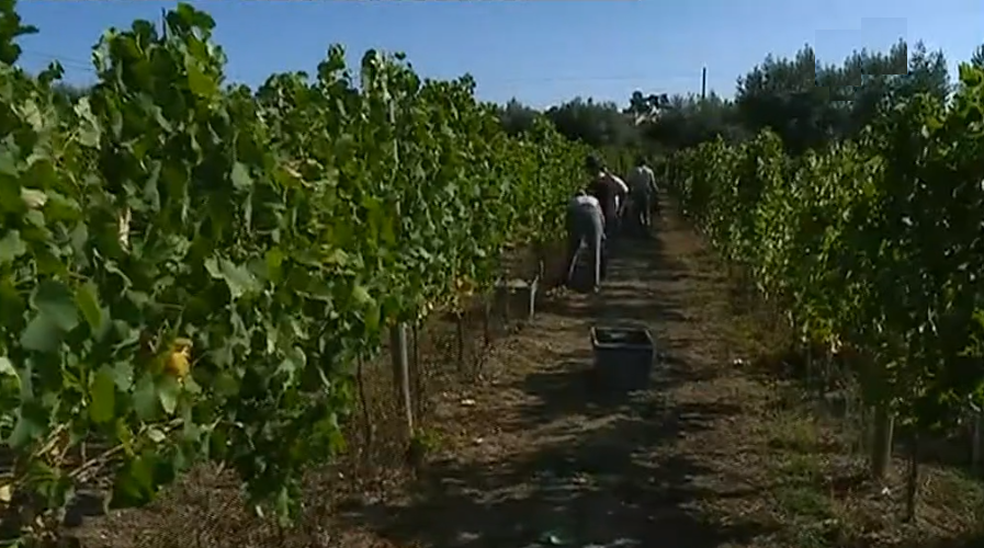 Antecipação das vindimas em São João da Lorosa