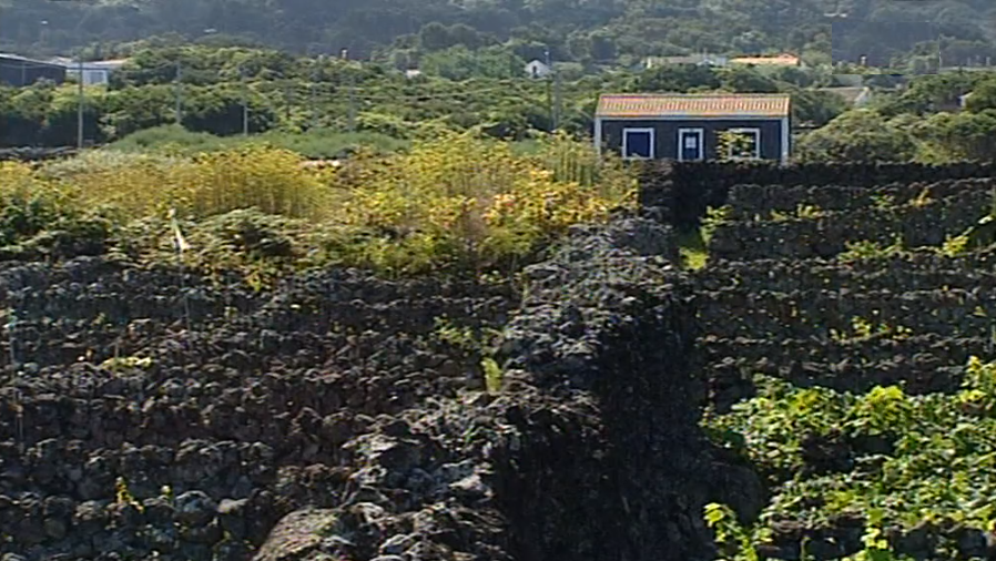 Falta de uva nos Biscoitos