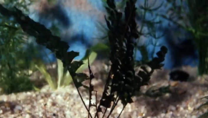 Plantas de aquário – Parte II