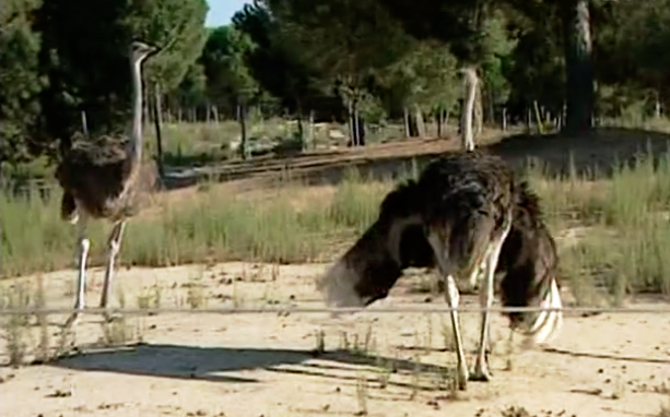 Criação de Avestruzes I