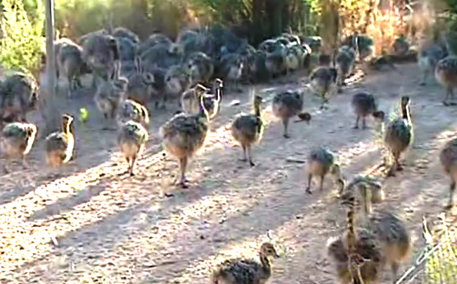 Criação de Avestruzes II