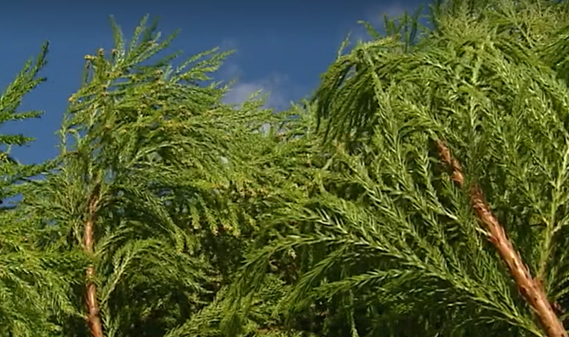 Feira Árvores de Natal