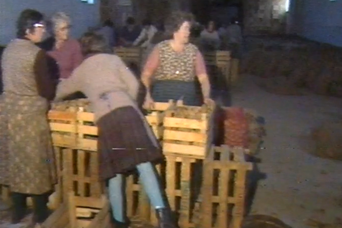 Apreensão de batata na Malveira