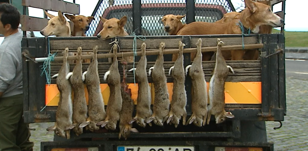 Recolha de amostras de coelho bravo