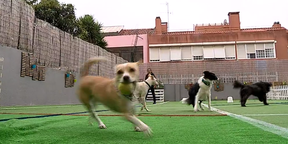 Creches para cães