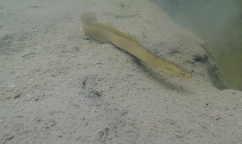 Investigação da migração das enguias nos Açores