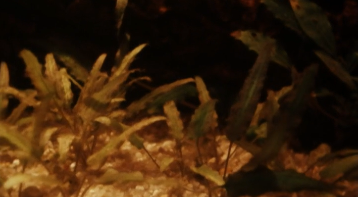 Plantas de aquário – Parte I