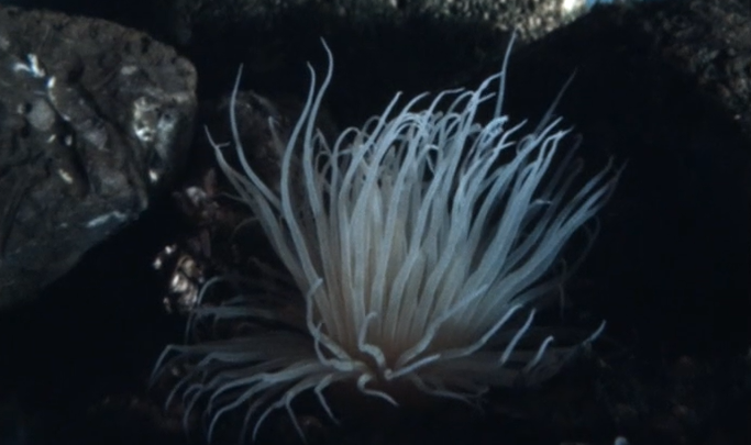 Peixes de Aquário – Parte I