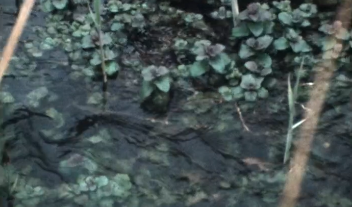 O Aquário: Conclusão