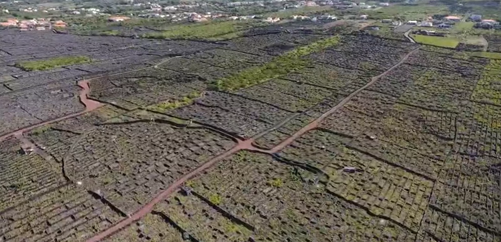 Prémio Paisagem Vinho do Pico