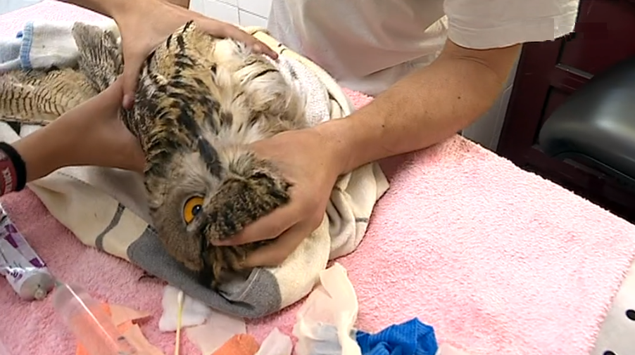 Centro de Recuperação da Quercus