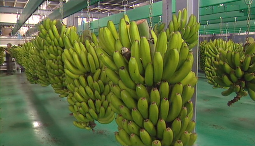 Aumento da produção de banana na Madeira