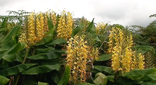 Planta invasora nos Açores
