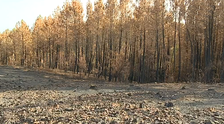 Queda dos preços da madeira queimada pelos incêndios