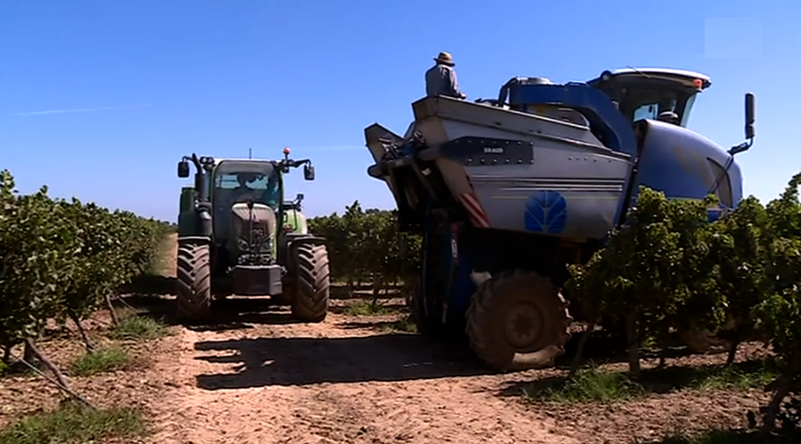 Vindima mecânica no Ribatejo