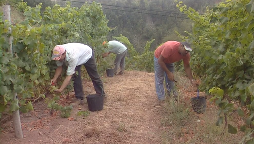 Antecipação das vindimas na Madeira