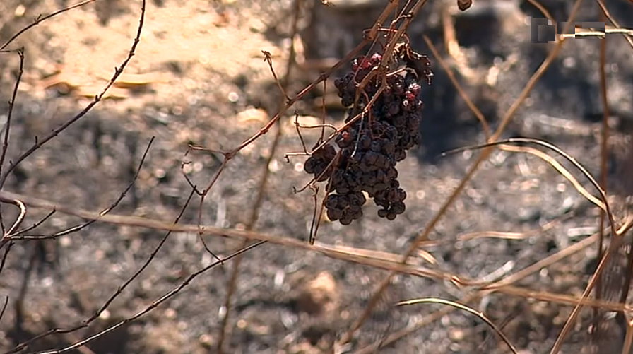 Incêndio florestal na Serra da Gardunha