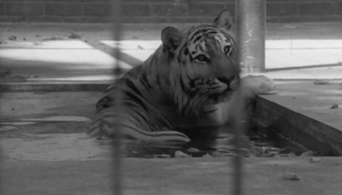 Dificuldades financeiras no Jardim Zoológico de Lisboa