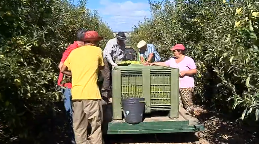 Apanha da maçã em Carrazeda de Ansiães II