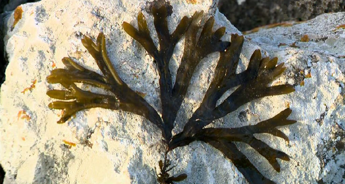 Extraordinário Mundo das Algas