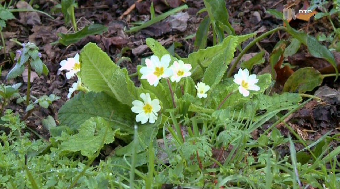 Culturas Alternativas