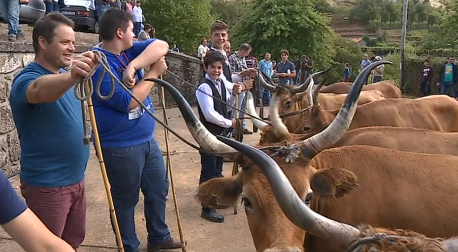 “Feira do Gado” na Portela do Alvite I