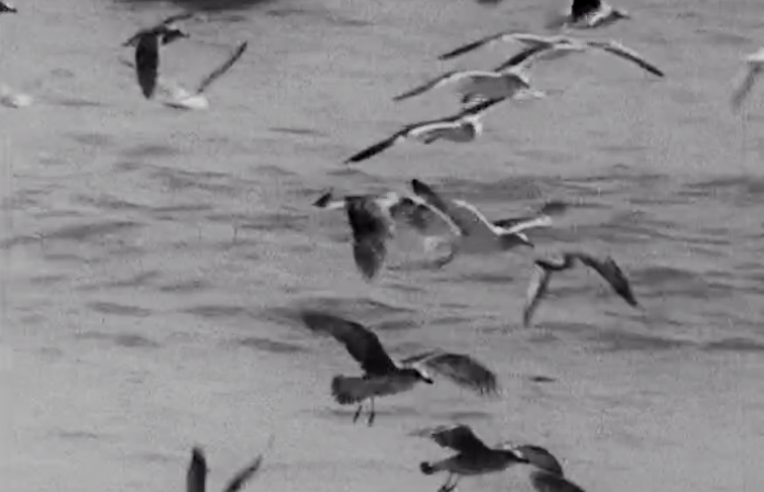 Canção “Somos livres”