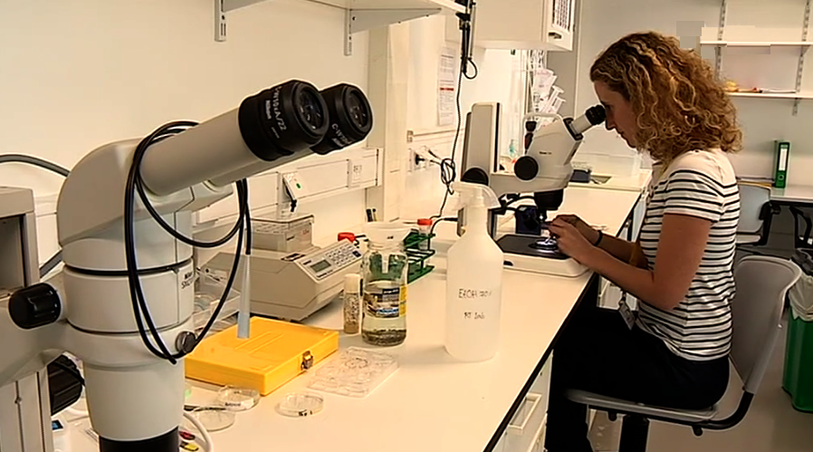 Conselho Europeu atribui bolsas para investigação