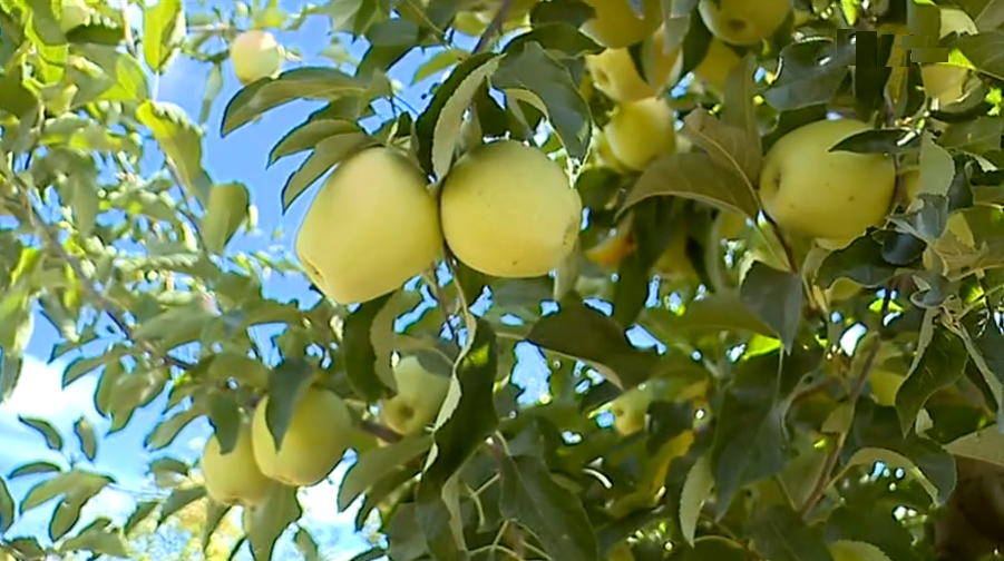 Apanha da maçã em Carrazeda de Ansiães I