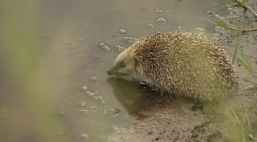 Parque Ecológico da Várzea I