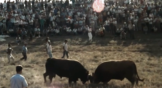 Peneda-Gerês Parque Nacional de Portugal II