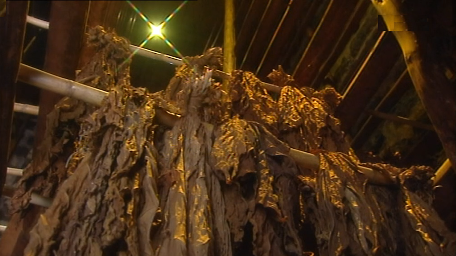 Produção de Tabaco nos Açores