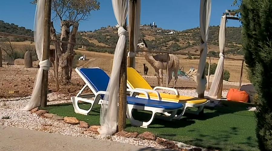 Turismo Rural com animais exóticos I