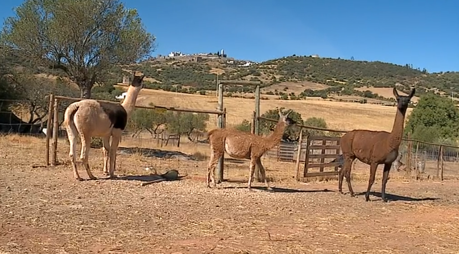 Turismo Rural com animais exóticos II